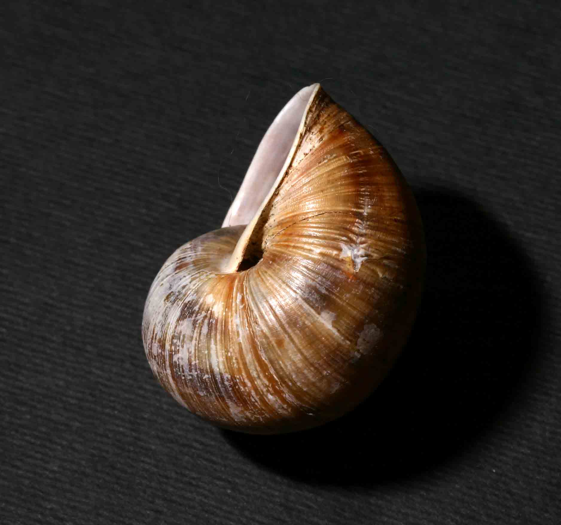 Helix (Helix) pomatia Linnaeus, 1758 - Dolomiti bellunesi